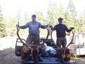 nice bulls
