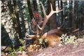 Tim's Bull