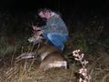 My biggest blacktail (3x3)