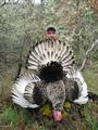 Piebald Turkey