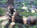 2008 Archery Bull scores 276 & 5/8