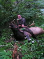 6x7  rocky mountain elk