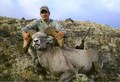 Jesse's California Bighorn Sheep