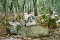 Shelby's Columbian Blacktail, youth