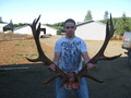 7x7 Roosevelt Bull