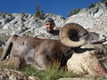 bighorn sheep