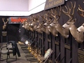 Huge Blacktail Deer