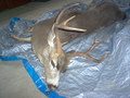 The result of hunting season 2009