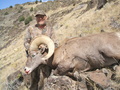 California Bighorn Sheep Green Scored 166 6/8