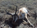 pronghorn 2009