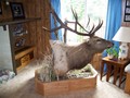 5x6 scored 310 mounted by 3L taxidermy
