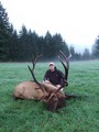 6 x 8 Roosevelt elk