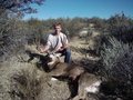 typical mule deer