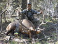 270 Archery Bull