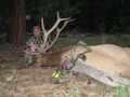2011 Archery Bull
