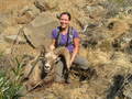 167 Calif Bighorn