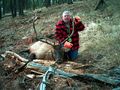Sled Springs Elk