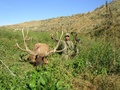 Record Archery Bull