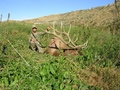 Colby Lundstrom with his New Oregon State Record Archery Bull