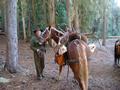 Cascade Roosevelt Elk 2008
