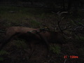 OregonBull