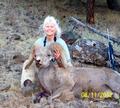 California Bighorn Sheep Pottamus