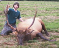 firt bull 7x10