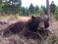 first big game animal shot him with my 308. at 75 yards