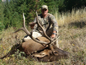 Rocky Mountain Elk