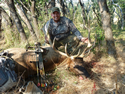 Rocky Mountain Elk