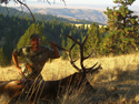 Rocky Mountain Elk