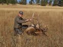 Rocky Mountain Elk