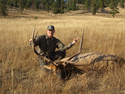 Rocky Mountain Elk