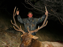 Rocky Mountain Elk