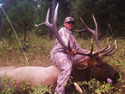 Rocky Mountain Elk