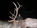 Rocky Mountain Elk