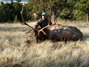 Rocky Mountain Elk