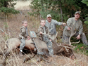 Rocky Mountain Elk