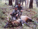 Rocky Mountain Elk