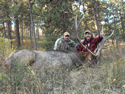 Rocky Mountain Elk