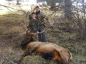 Rocky Mountain Elk