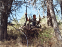 Rocky Mountain Elk