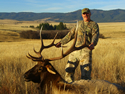 Rocky Mountain Elk