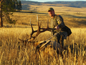 Rocky Mountain Elk