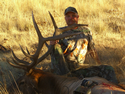 Rocky Mountain Elk