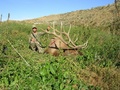 New Oregon State Record Archery Bull